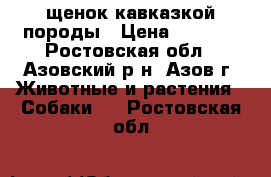 щенок кавказкой породы › Цена ­ 4 000 - Ростовская обл., Азовский р-н, Азов г. Животные и растения » Собаки   . Ростовская обл.